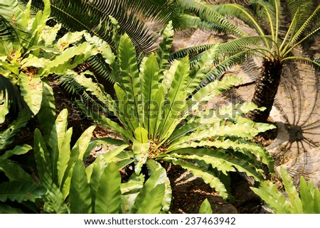 Beautiful green tropical plants photographed close up
