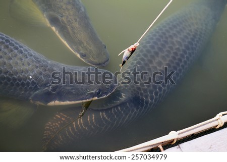Large Thai fish eat the bait on the rope photographed closeup