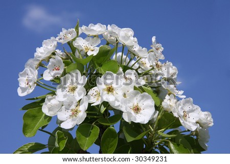 Pear blossoms in sunlight against a deep blue sky