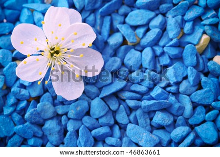Cherry blossom,  on blue stones, macro