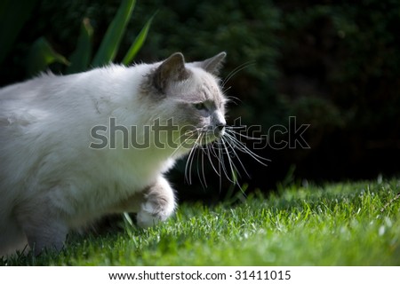 A young cat with long whiskers is tracking prey in green grass.
