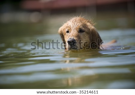 Golden Retriever swims in a lake to the right of the camera. He is mostly submerged.