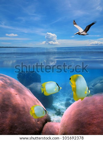 Over-under split view in tropical sea with a pelican flying above water, and below surface butterfly fish in a coral reef
