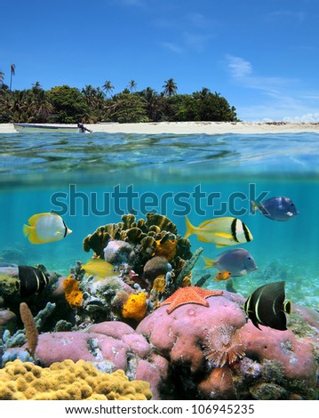 Over-under view near a tropical island with sandy beach and underwater, colorful coral reef with tropical fish and a starfish
