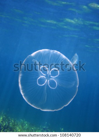 Moon jellyfish, Aurelia aurita in the Caribbean sea with water surface in background