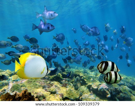 Shoal of tropical fish over a coral reef in the Caribbean sea