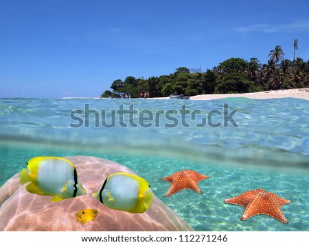 Above and below view on a tropical beach with boat tour landed on the shore and under water surface, colorful fish with coral and starfish, Caribbean sea