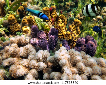 Colorful underwater life in a coral reef with tube sponges and tropical fish, Caribbean sea