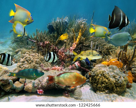 Colorful tropical fish underwater in a coral reef with sea sponges, Caribbean
