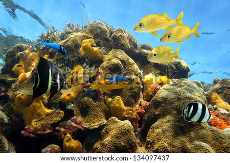Colorful tropical fish in a shallow coral reef with feather duster worms and sea sponges