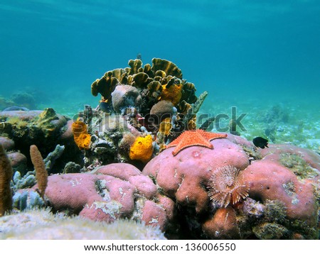Photo of a colorful seabed with stony corals, sponges and a starfish, Caribbean sea, Panama