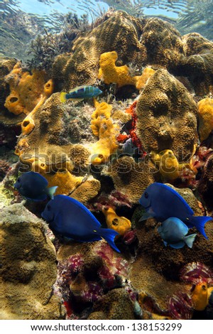 Colored underwater life in a coral reef with tropical fish, feather duster worms and sea sponges, Caribbean, Jamaica