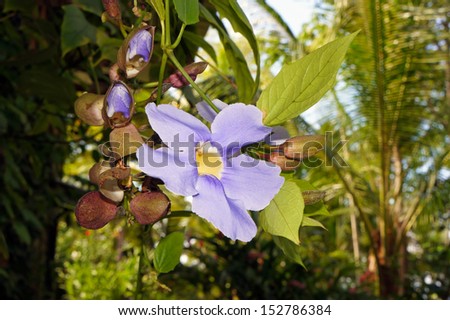 Bengal clock vine or sky flower (Thunbergia grandiflora) with buds