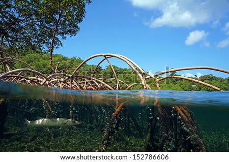 Surface and underwater view in the mangrove roots, Caribbean sea, Bocas del Toro, Panama
