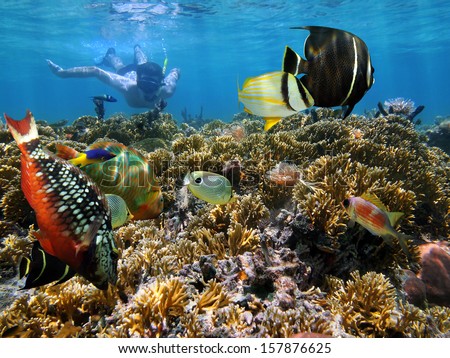 Snorkeling in a coral garden with colorful tropical fish, Caribbean sea