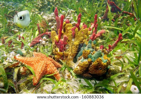 Gorgeous underwater colors of sea sponges with starfish and butterfly fish in a coral reef, Caribbean sea