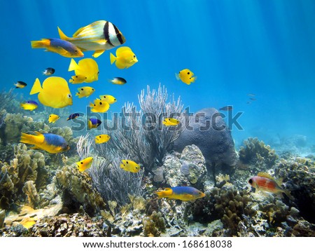 Underwater coral reef scenery with colorful school of fish