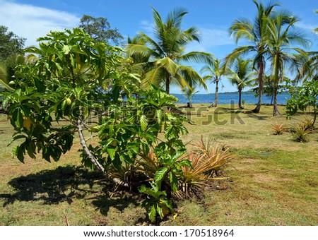 Noni tree, Morinda Citrifolia, with tropical vegetation and the Caribbean sea in background, Panama, Central America