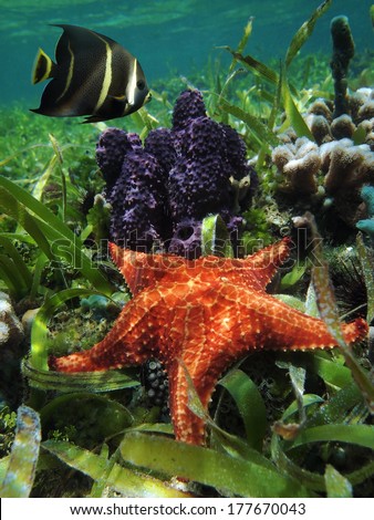 Underwater starfish with branching tube sponge and an angelfish  in the Caribbean sea, Belize