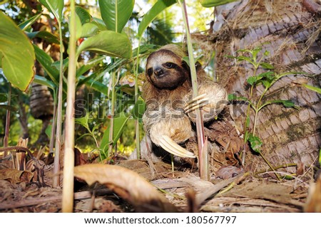 Three-toed sloth on the ground, Costa Rica, Central America