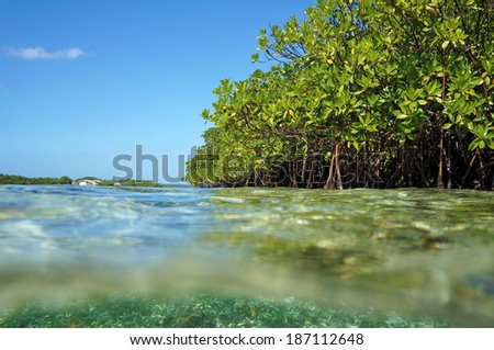 Mangrove in the Caribbean sea viewed from the water surface, Bocas del Toro, Panama, Central America