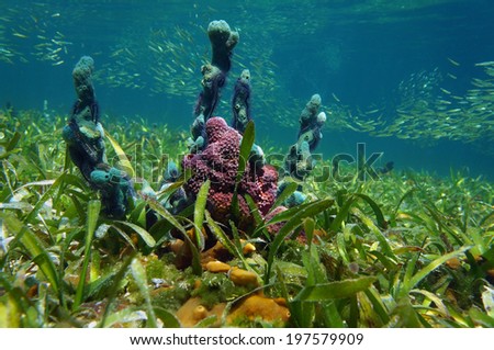 Underwater sponges on the ocean floor with seagrass and shoal of small fish in background