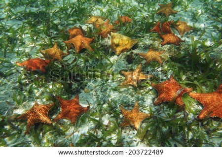 Many starfish underwater with a queen conch shell, Caribbean sea