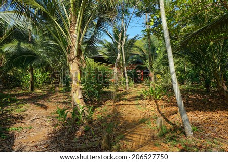 path to tropical home hidden by vegetation, Caribbean, Panama, Central America