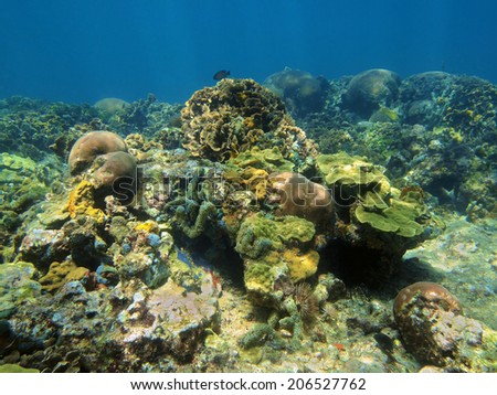 underwater landscape in a coral reef of the Caribbean sea