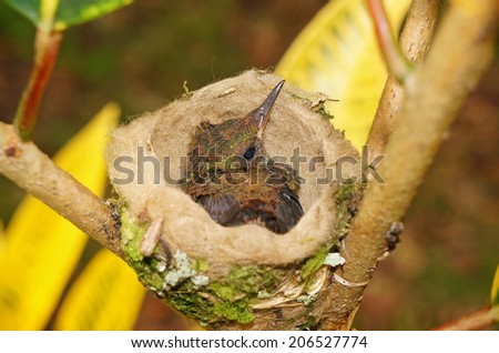 baby bird of Rufous-tailed hummingbird in the nest, 18 days old, Costa Rica, Central America
