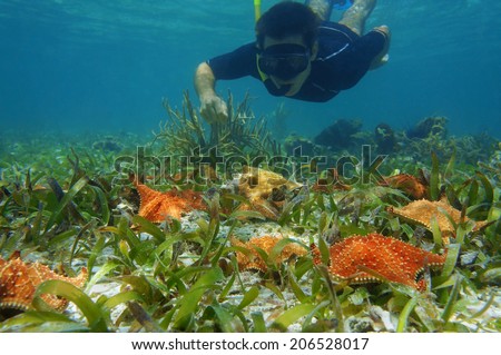 man in snorkel underwater looks starfish with a queen conch on the seabed, Caribbean sea