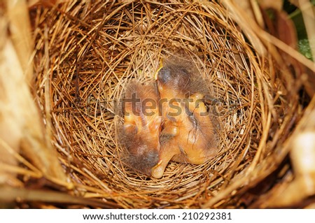 close-up view of bird nest with two Lesser Kiskadee flycatcher chicks sleeping, Central America, Costa Rica