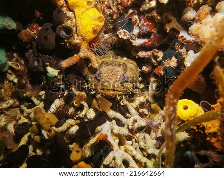 fish head of Oyster toadfish hidden in a hole, Caribbean sea, Panama, Central America