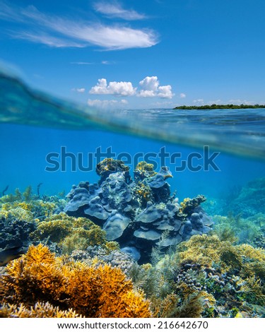 over-under split view in the Caribbean sea with an healthy coral reef underwater