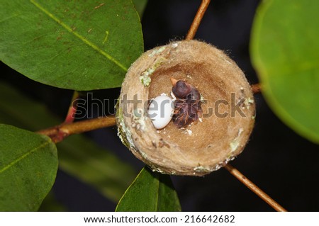 nest of hummingbird with one egg on one baby, Costa Rica, Central America