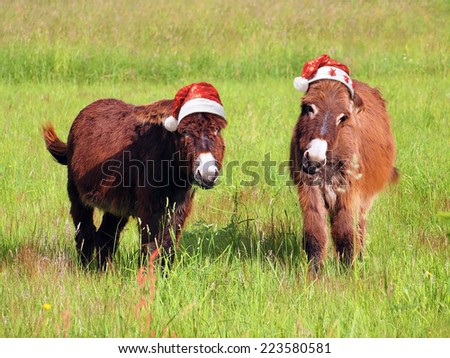 Christmas animals, two donkey eating grass in a field and wearing a santa hat