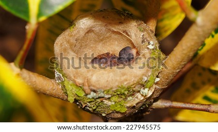 Baby bird of Rufous tailed hummingbird in nest, Costa Rica, Central America