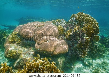 Underwater landscape in a reef with massive starlet and bladed fire corals, Caribbean sea