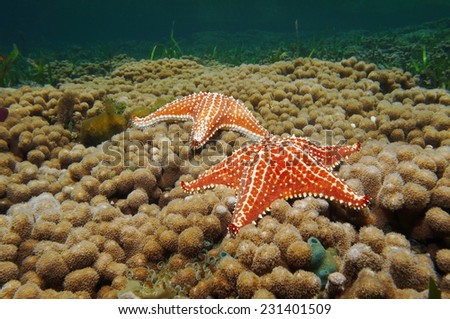 Two Cushion starfish underwater over branched finger coral, Caribbean sea