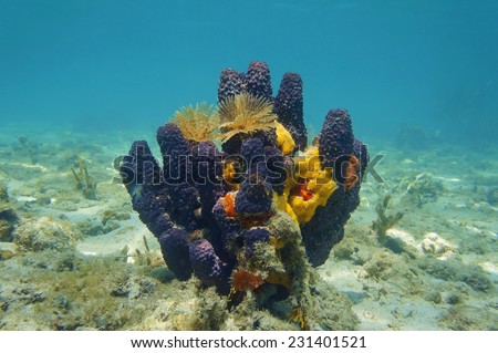 Colorful underwater creatures with sea sponges and feather duster worms, Caribbean sea