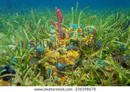 Colorful sea sponges underwater surrounded by seagrass on the seabed of the Caribbean sea