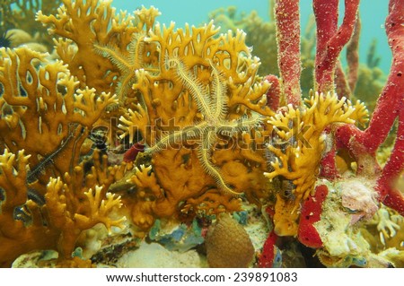 Underwater creature, Suenson\'s brittle star on branching fire coral, Caribbean sea