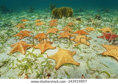 Cluster of starfish, Oreaster reticulatus, underwater on the ocean floor