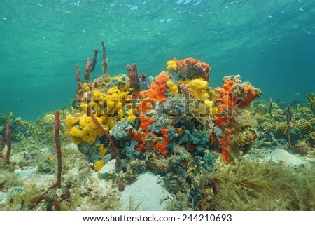Underwater coral reef with gorgeous colors of sea sponge, Caribbean