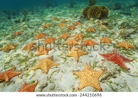 Group of starfish, Cushion sea star Oreaster reticulatus, underwater on sea bottom, Caribbean
