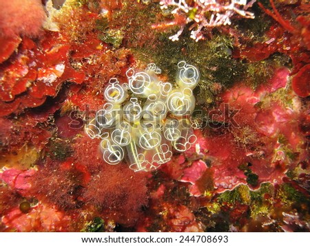 Light-bulb sea squirt, Clavelina lepadiformis, underwater creatures of the Mediterranean sea, France