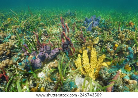 Colorful seabed with sea sponges on a coral reef, Caribbean, Panama