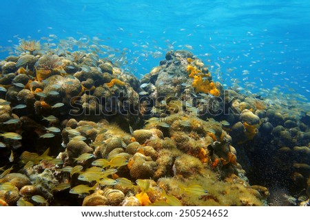 Underwater coral reef with shoal of fish, Caribbean sea, Panama