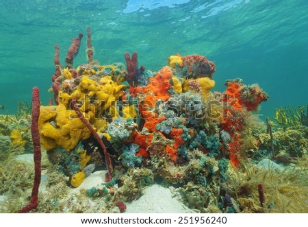 Vibrant multi-colored sea sponges under the water in a coral reef, Caribbean
