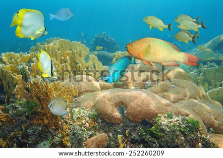 Coral reef with colorful fish under the sea, Caribbean